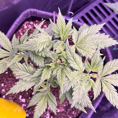 Lemon Haze growlog timeline photo