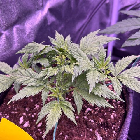 Lemon Haze growlog timeline photo