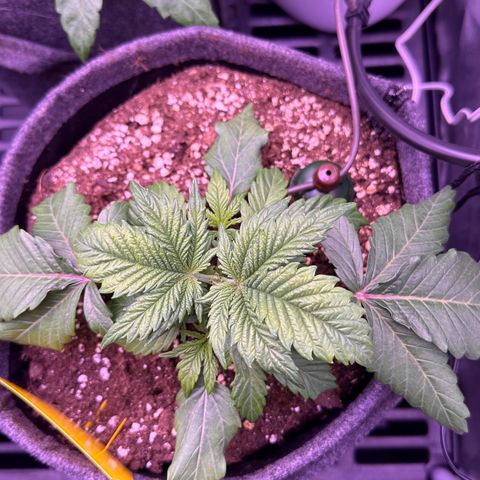 Special Queen - RQS growlog timeline photo