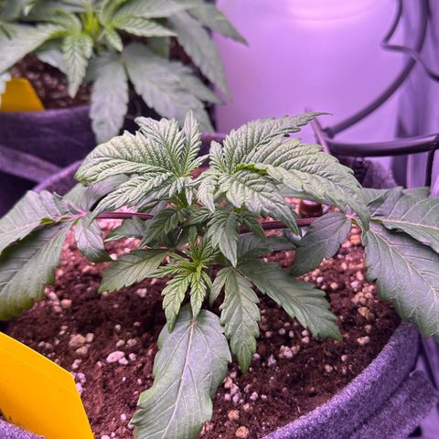 Special Queen - RQS growlog timeline photo