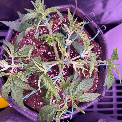 Cookies Gelato growlog timeline photo
