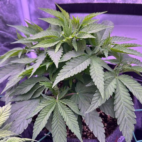 Cookies Gelato growlog timeline photo
