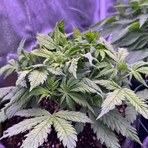 Lemon Haze growlog timeline photo