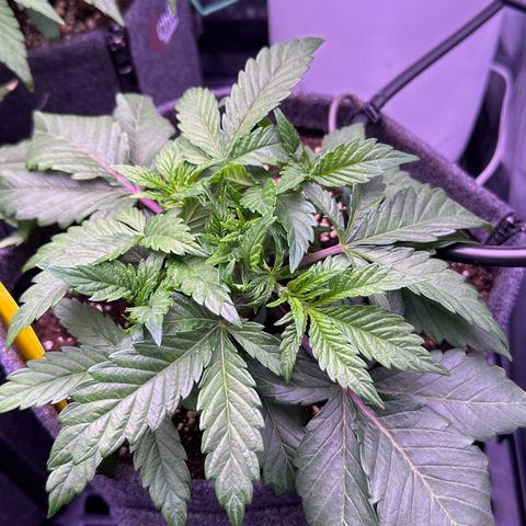 Special Queen - RQS growlog timeline photo