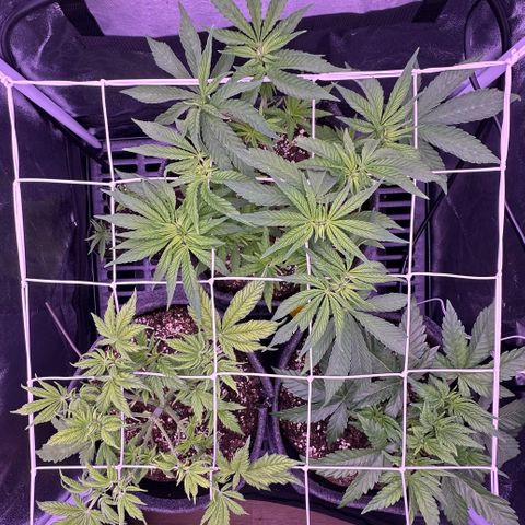 Lemon Haze growlog timeline photo
