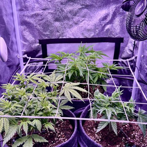 Lemon Haze growlog timeline photo