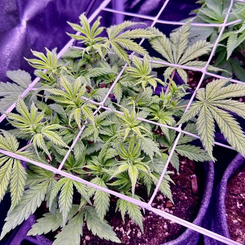Lemon Haze growlog timeline photo