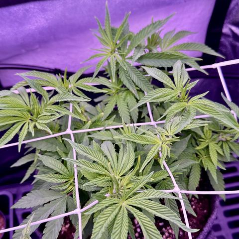 Cookies Gelato growlog timeline photo