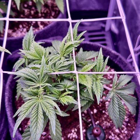 Special Queen - RQS growlog timeline photo