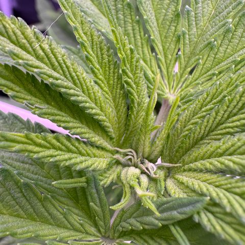 Cookies Gelato growlog timeline photo