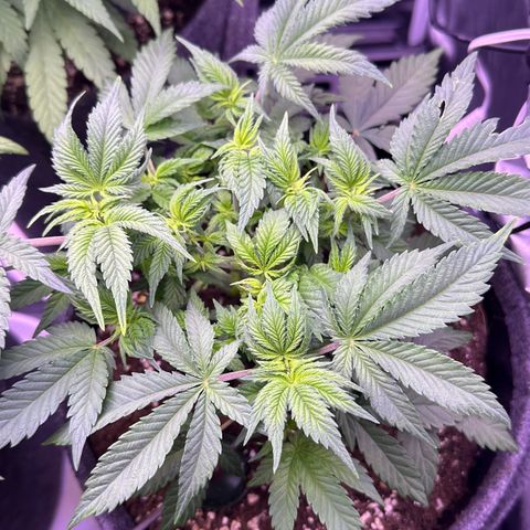 Special Queen - RQS growlog timeline photo