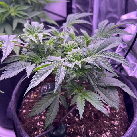 Special Queen - RQS growlog timeline photo
