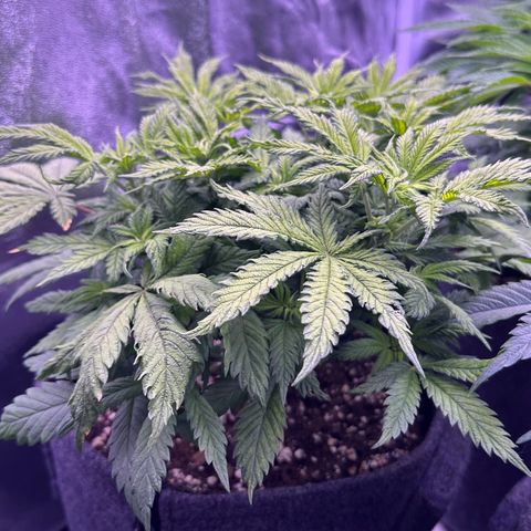 Lemon Haze growlog timeline photo