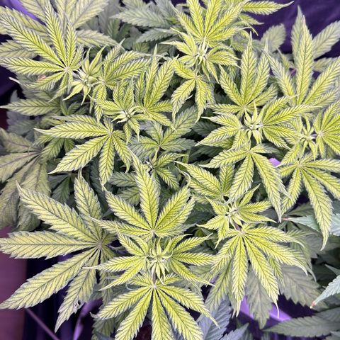Lemon Haze growlog timeline photo