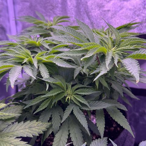 Cookies Gelato growlog timeline photo