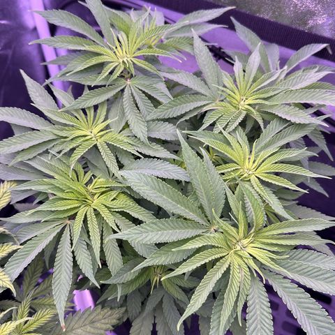 Cookies Gelato growlog timeline photo