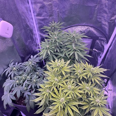Lemon Haze growlog timeline photo