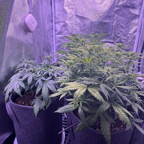 Lemon Haze growlog timeline photo