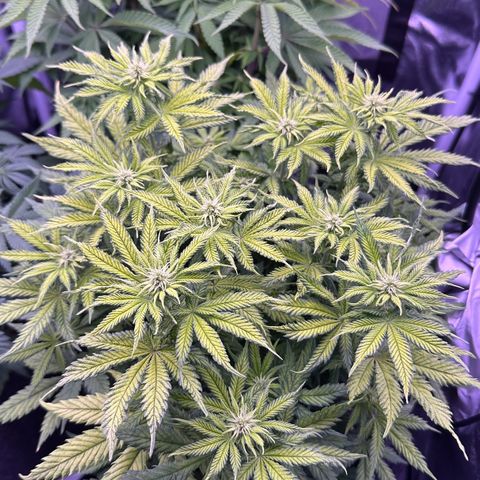 Lemon Haze growlog timeline photo