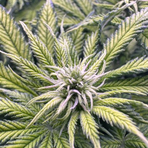 Lemon Haze growlog timeline photo