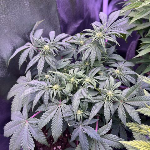 Special Queen - RQS growlog timeline photo