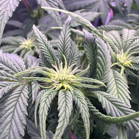 Special Queen - RQS growlog timeline photo