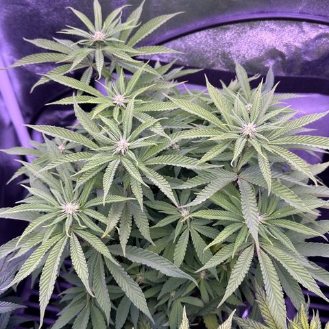 Cookies Gelato growlog timeline photo