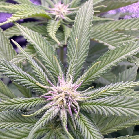 Cookies Gelato growlog timeline photo