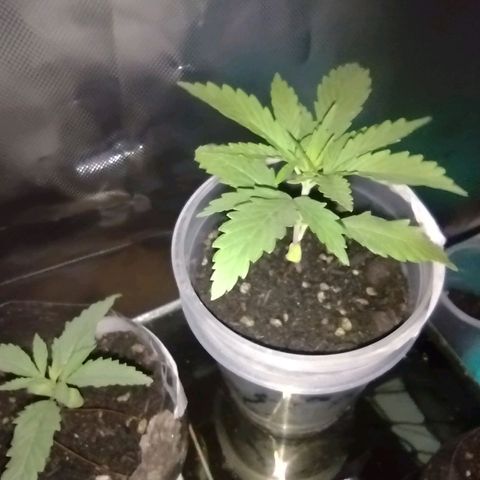 Ben Breeder growlog photo: 15 dias. Antes do transplante 