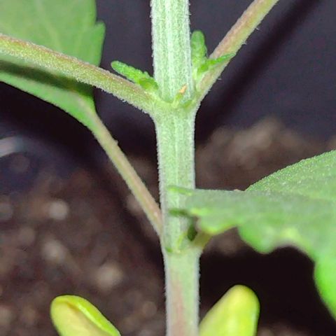 Ben Breeder growlog timeline photo