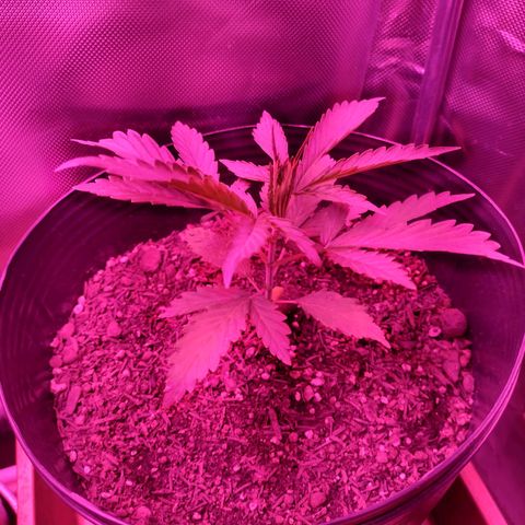Ben Breeder growlog timeline photo