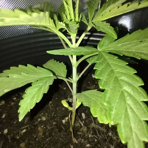 Ben Breeder growlog timeline photo