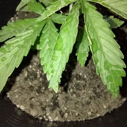Ben Breeder growlog photo: Folhas em curvatura formato canoa. Provável queimadura por vento. Ajuste de ventilação.
