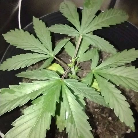 Ben Breeder growlog photo: Após poda top. Planta apresentando alguns pontos de amarelamento nas folhas.
Possíveis causas: excesso de calor, bloqueio ou falta de magnésio, e fungos.
Primeiras medidas: ajuste da ventilação e umidificador.
Aplicação de torta de neem e Biochar.
Colocação de iscas para pragas.