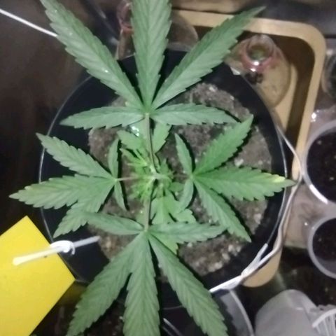 Ben Breeder growlog timeline photo