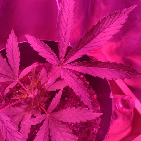 Ben Breeder growlog timeline photo