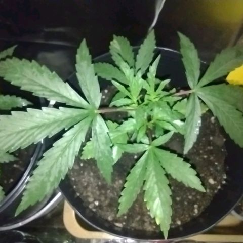 Ben Breeder growlog photo: Tratamento orgânico para combate de pragas: Aplicação de óleo de neem. 