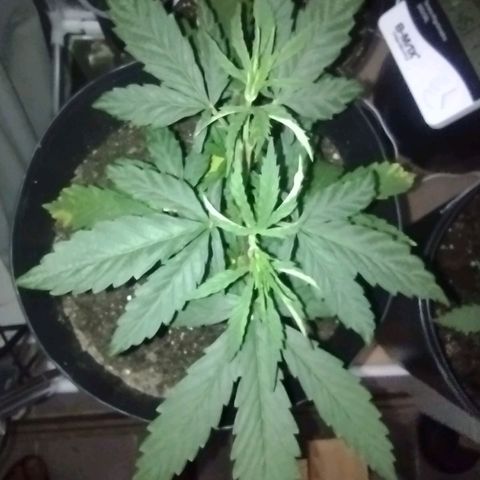Ben Breeder growlog timeline photo