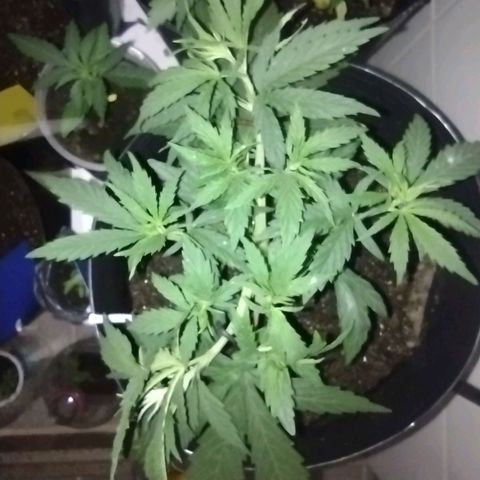 Ben Breeder growlog timeline photo