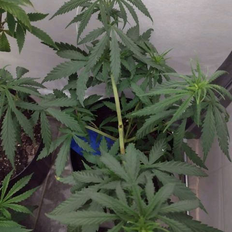Ben Breeder growlog timeline photo
