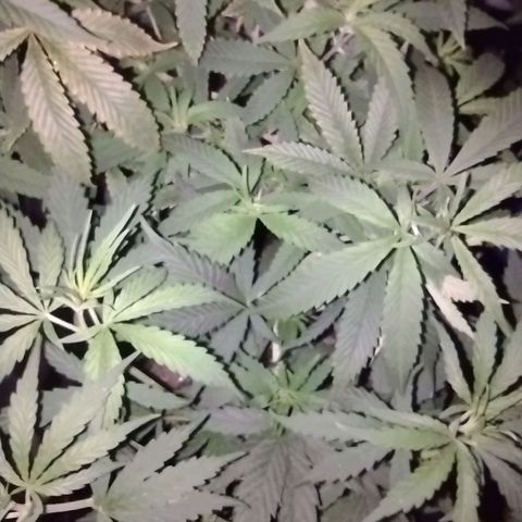 Ben Breeder growlog timeline photo