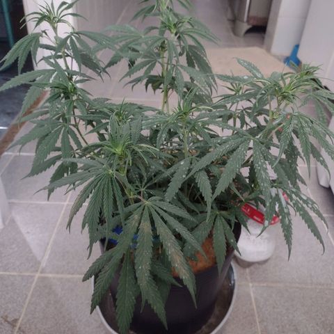 Ben Breeder growlog timeline photo