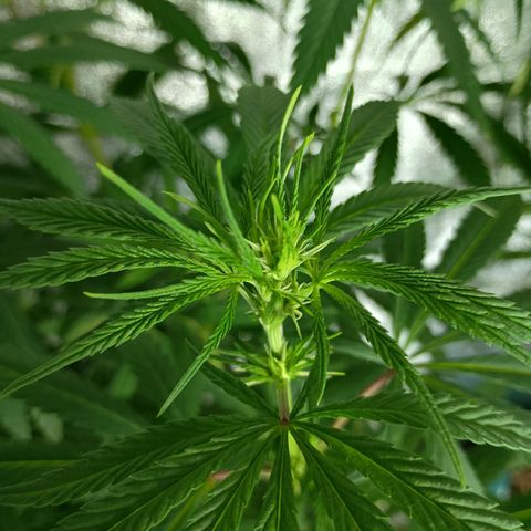 Ben Breeder growlog timeline photo