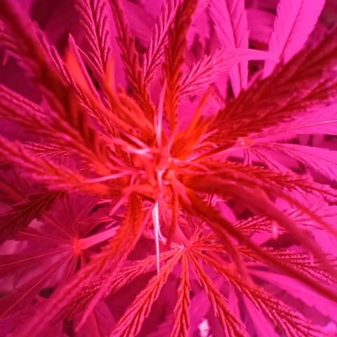 Ben Breeder growlog timeline photo