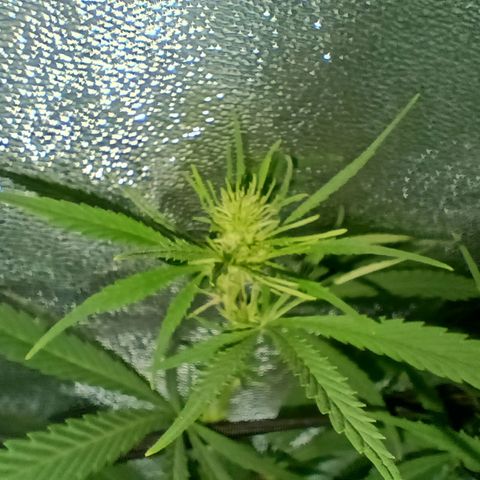 Ben Breeder growlog timeline photo