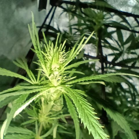 Ben Breeder growlog timeline photo