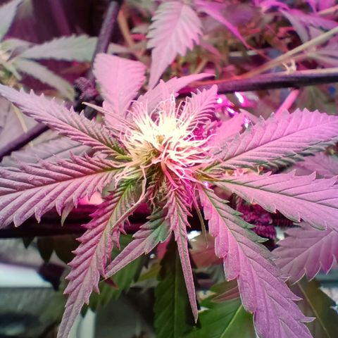 Ben Breeder growlog timeline photo