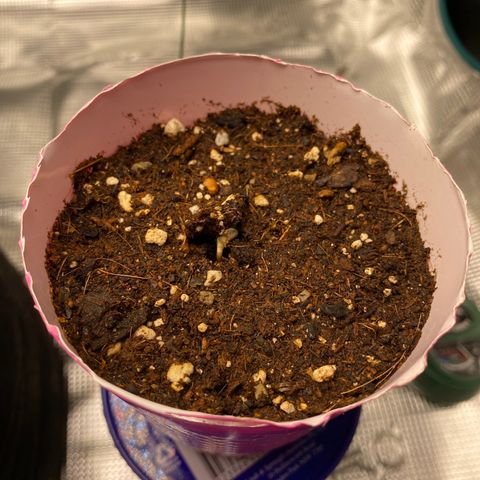 HSO Blue Dream Auto 2 growlog photo: It has sprouted!!