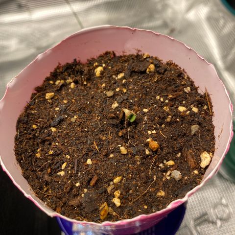 HSO Blue Dream Auto 2 growlog photo: Cotyledons have started opening up