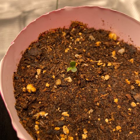 HSO Blue Dream Auto 2 growlog photo: For some reason the second fan leaf is growing slower. Let’s see how it goes.